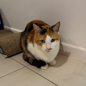 Picture of Buttons