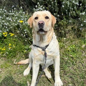 Picture of Honey