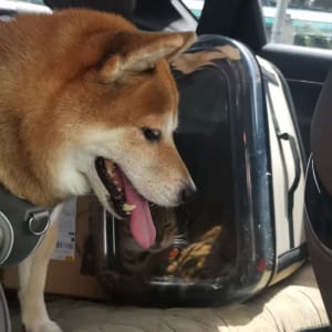 Picture of bao