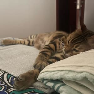 Picture of king