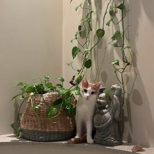 Picture of Ace / snowflake