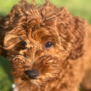 Picture of Clover