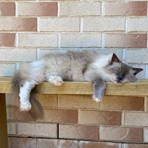 Picture of Simba