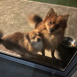 Picture of Leo and Pippa one female won't allow me to add