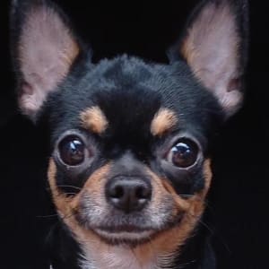 Picture of Bobba