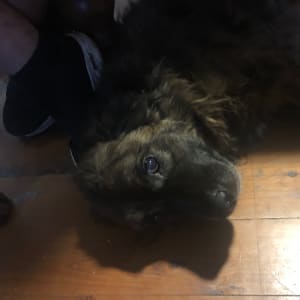 Picture of Stormy featherduster