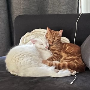 Picture of Gato & Gatinho
