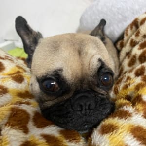 Picture of Luna (lulu the frenchie)