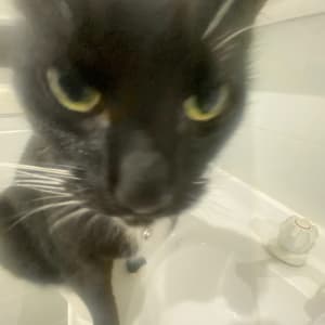 Picture of Bell