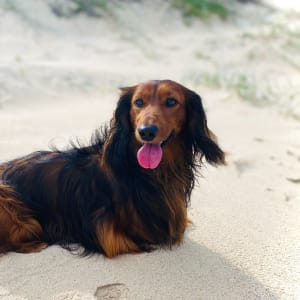 Picture of Cooper