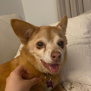 Picture of Biscuit