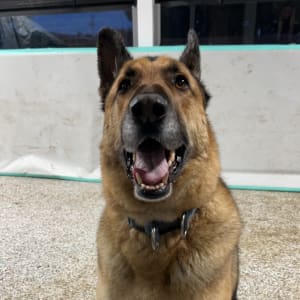 Picture of Buddy