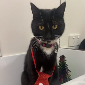 Picture of Missy