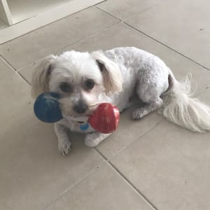 Picture of Jazzy