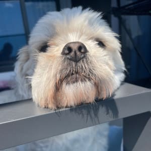 Picture of Django