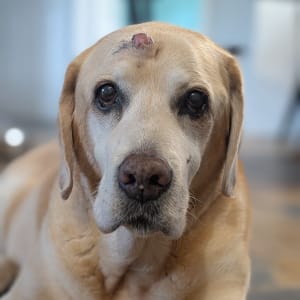 Picture of Lilly