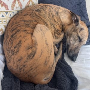 Picture of Pinocchio