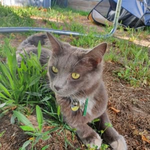 Picture of Smokie