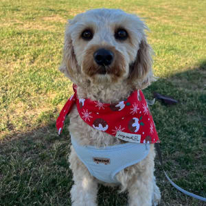 Picture of Milo