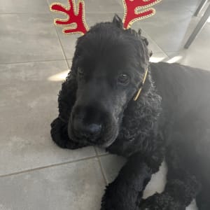 Picture of Jasper
