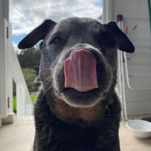 Picture of Tazzie