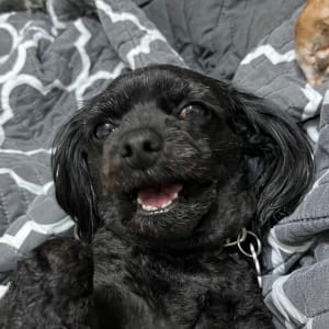 Picture of Luna