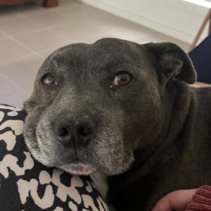 Picture of Blue
