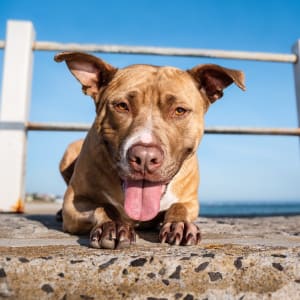 Picture of Smiley