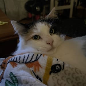 Picture of Angel❤️