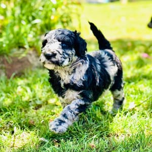 Picture of Rosie🐾