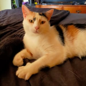 Picture of Lady Cleopatra