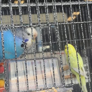 Picture of Mango & Echo