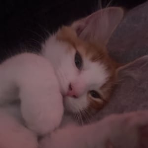Picture of Toby