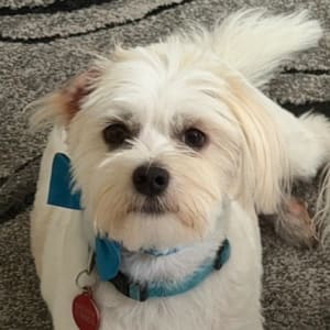 Picture of Teddy