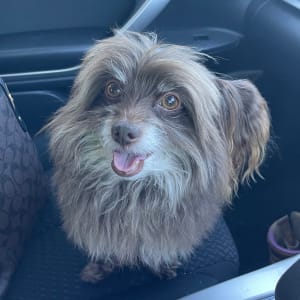 Picture of Little Boy