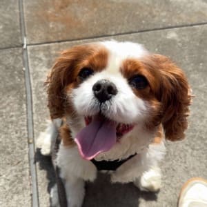 Picture of Oscar