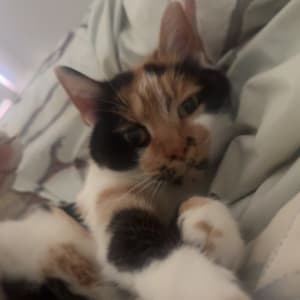 Picture of Chloe