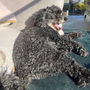 Picture of Lola