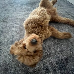 Picture of AJ