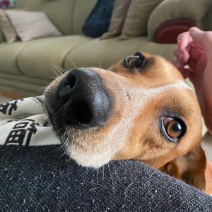 Picture of Napoleao