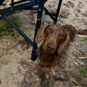 Picture of Winston