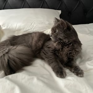 Picture of Kiki