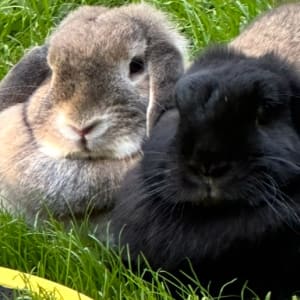 Picture of Sunny & Patches