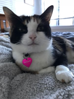 Picture of Pancake