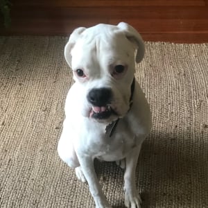 Picture of Leo
