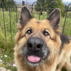 Picture of Cyrus