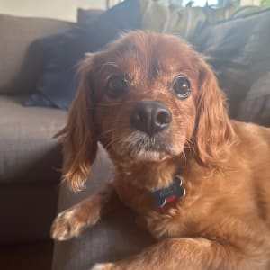 Picture of Billy