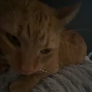 Picture of Teddy