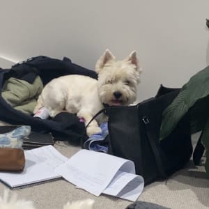 Picture of Oscar