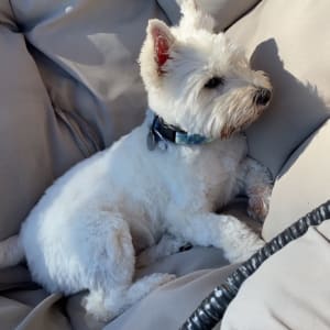 Picture of Archie